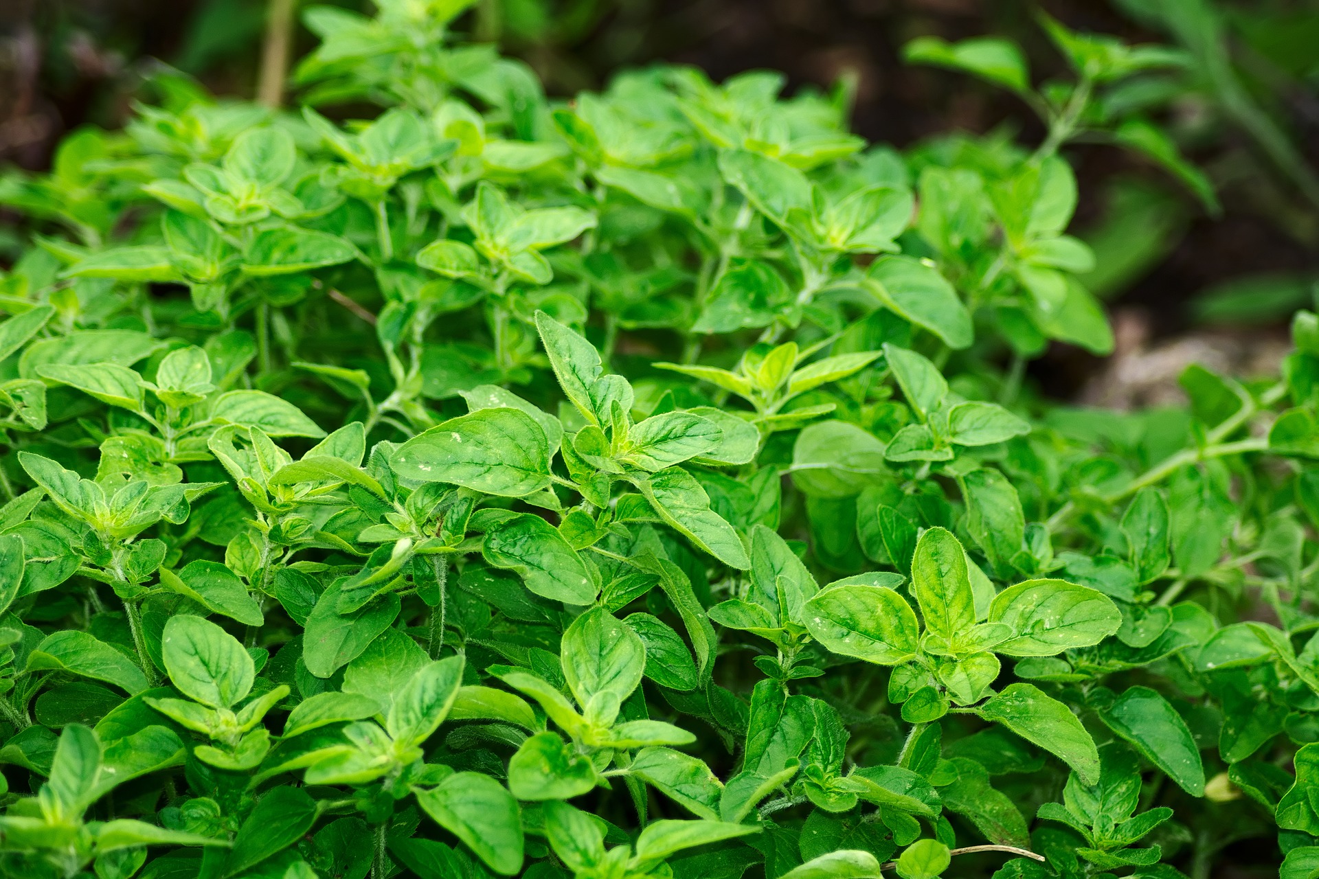 Oregano Heil- und Küchenpflanze