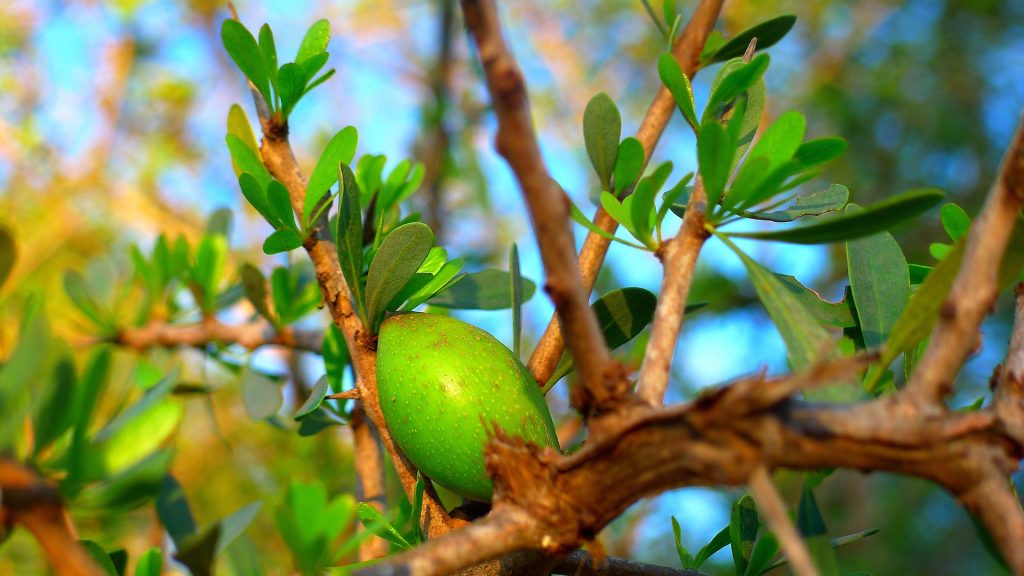 Argan Frucht aus Marokko