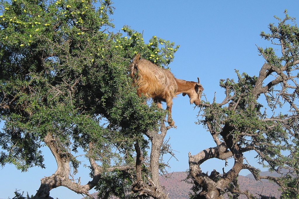 Ziegen auf einem ARganbaum