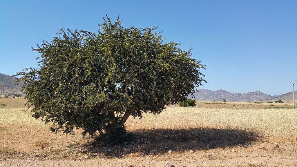 Arganbaum