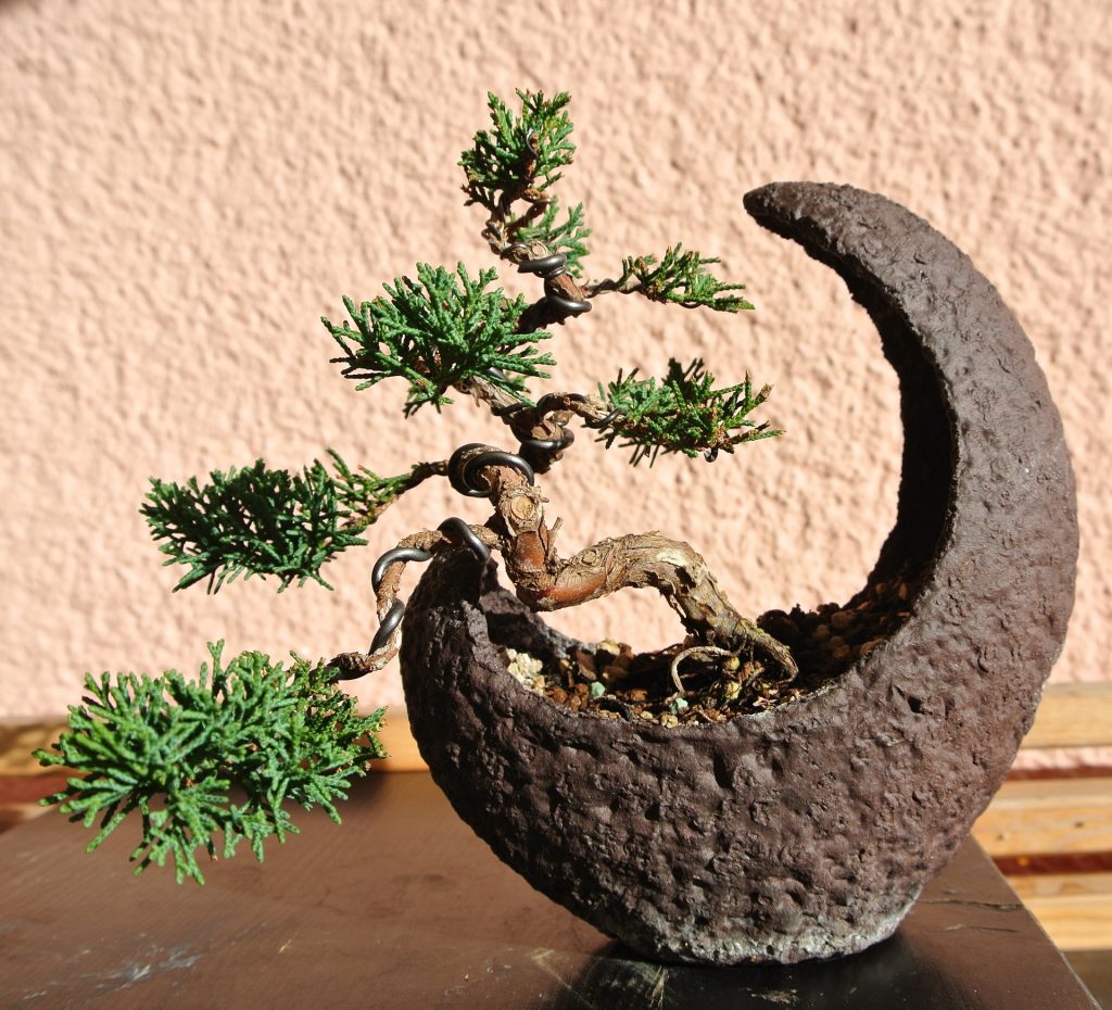 Bonsai Wacholder