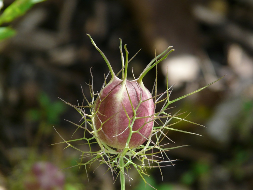 FRuchtkapsel des Schwarzkümmels