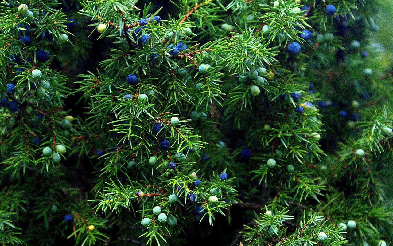 Wacholderbeeren Öl vom Tiroler Kräuterhof