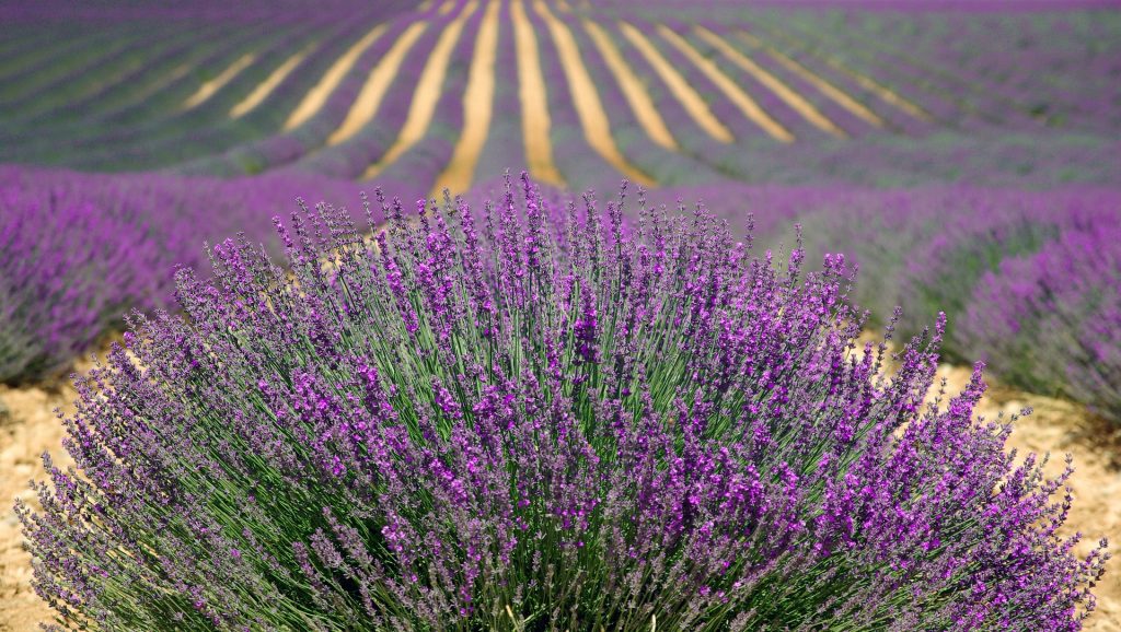 Der Ursprung von Lavendelöl liegt in der Provence, wo verschiedene Lavendelsorten auf weiten Feldern von Juni bis August strahlend blau-violett blühen.