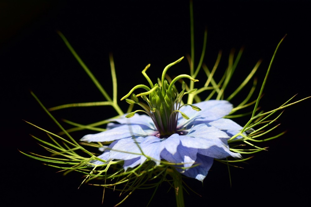 Schwarzkümmel-Blüte