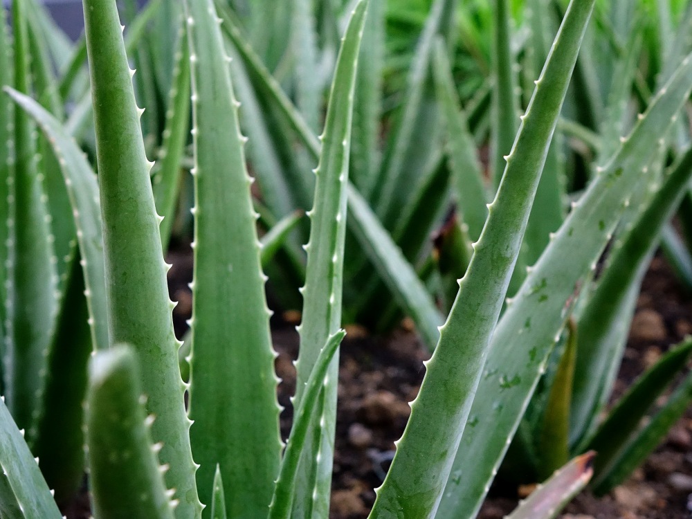 Aloe vera Pflanze