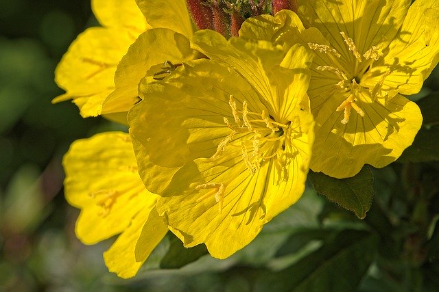 Blüte der Nachtkerze