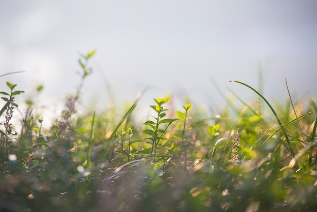 Bioshampoo kaufen: aus naturreiner Zusammensetzung